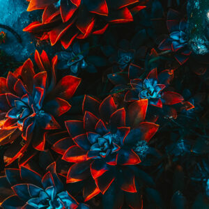 freelance-artist-floral-4-300x300 Home